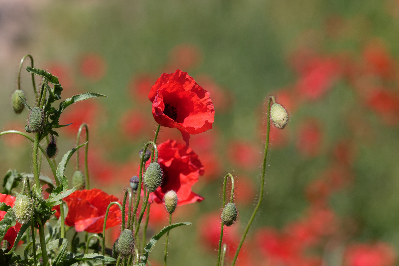 Klatschmohn