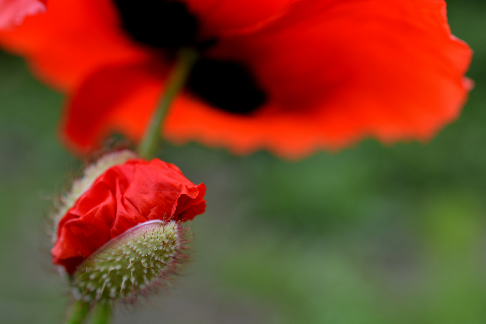 Klatschmohn 