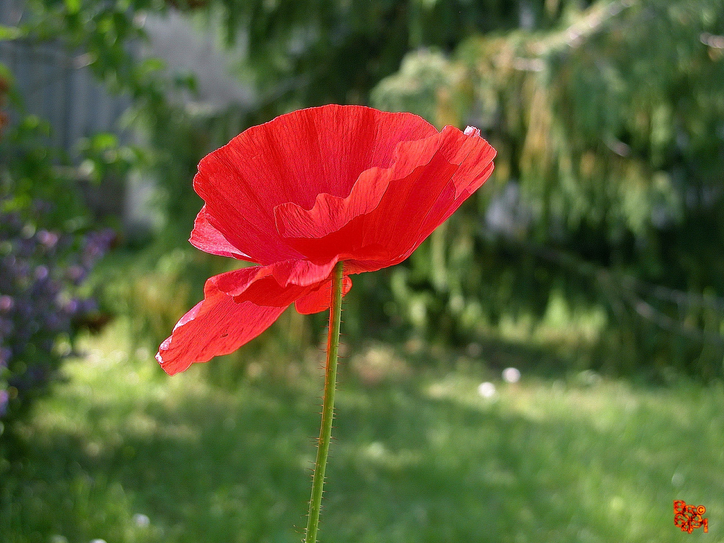 Klatschmohn