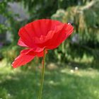 Klatschmohn