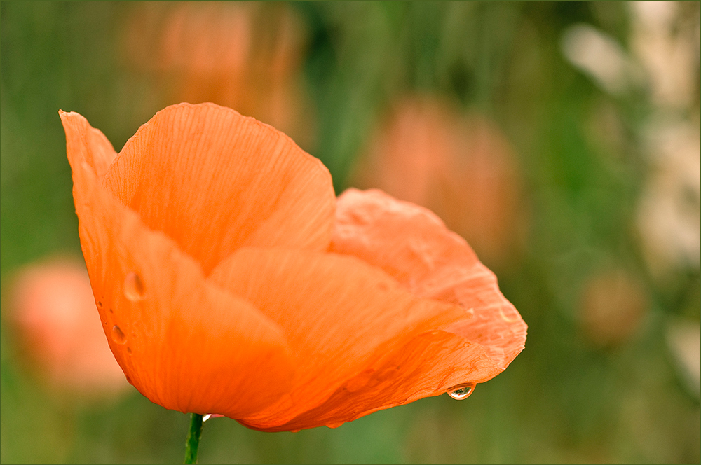 Klatschmohn