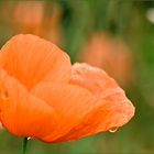 Klatschmohn