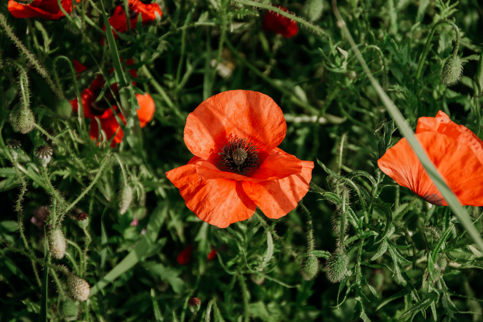 Klatschmohn