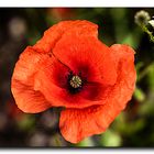 Klatschmohn