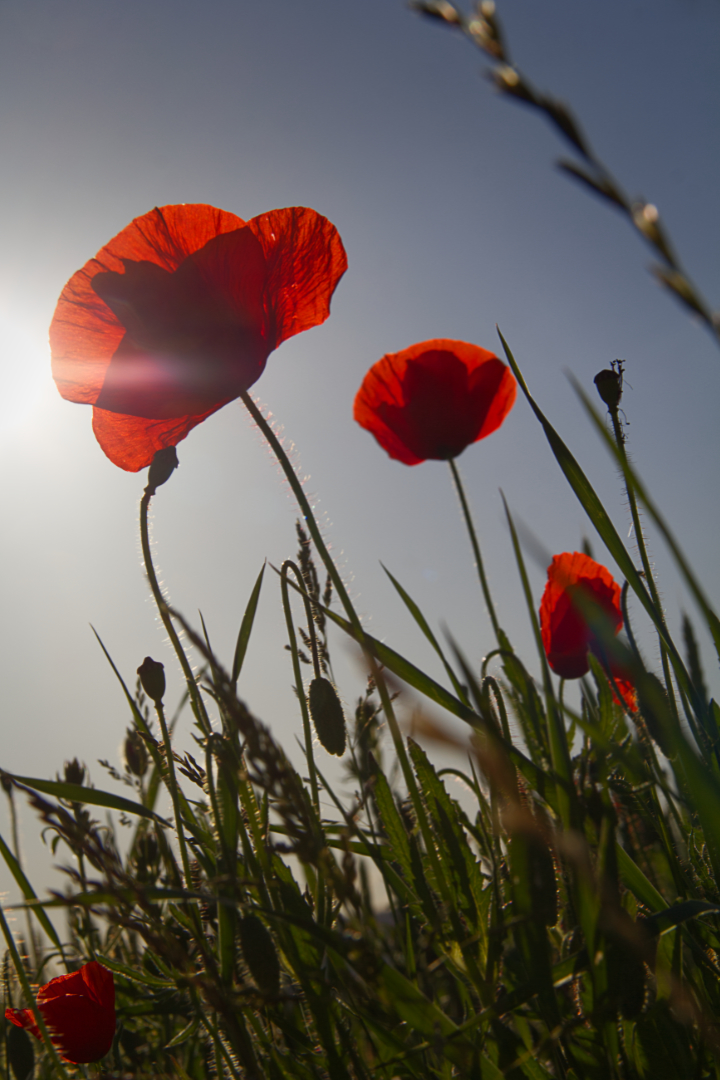 Klatschmohn