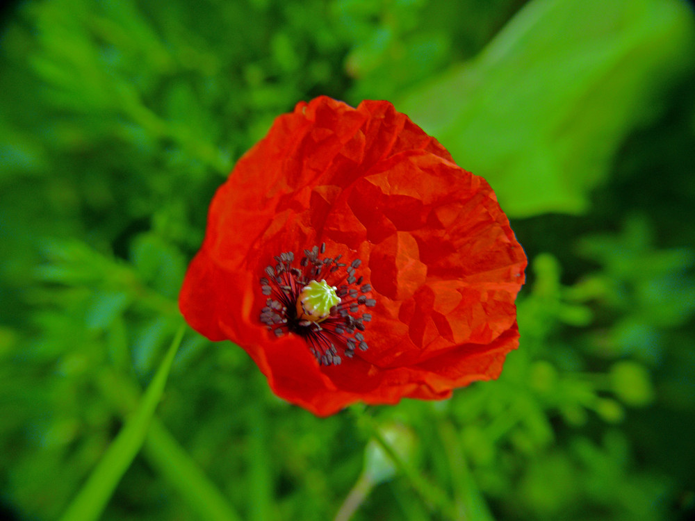 Klatschmohn