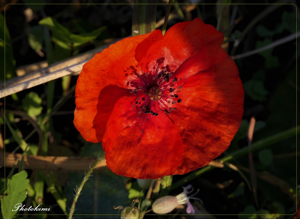 Klatschmohn