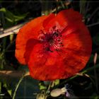 Klatschmohn