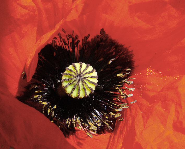 Klatschmohn