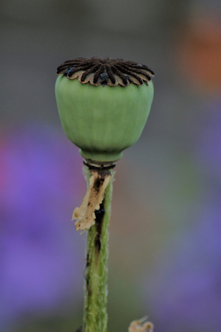 Klatschmohn