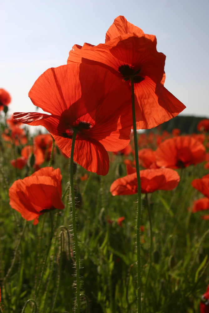 Klatschmohn