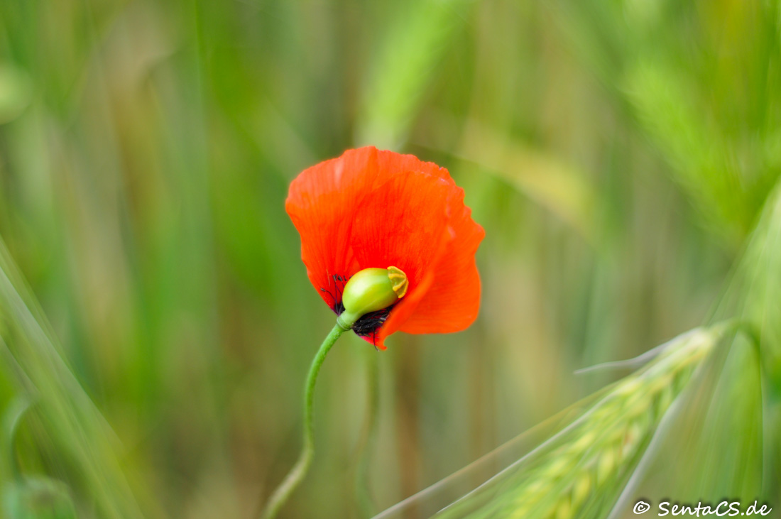 Klatschmohn