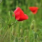 Klatschmohn