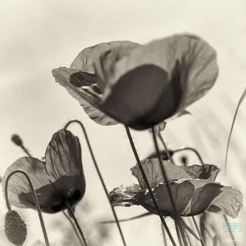 Klatschmohn