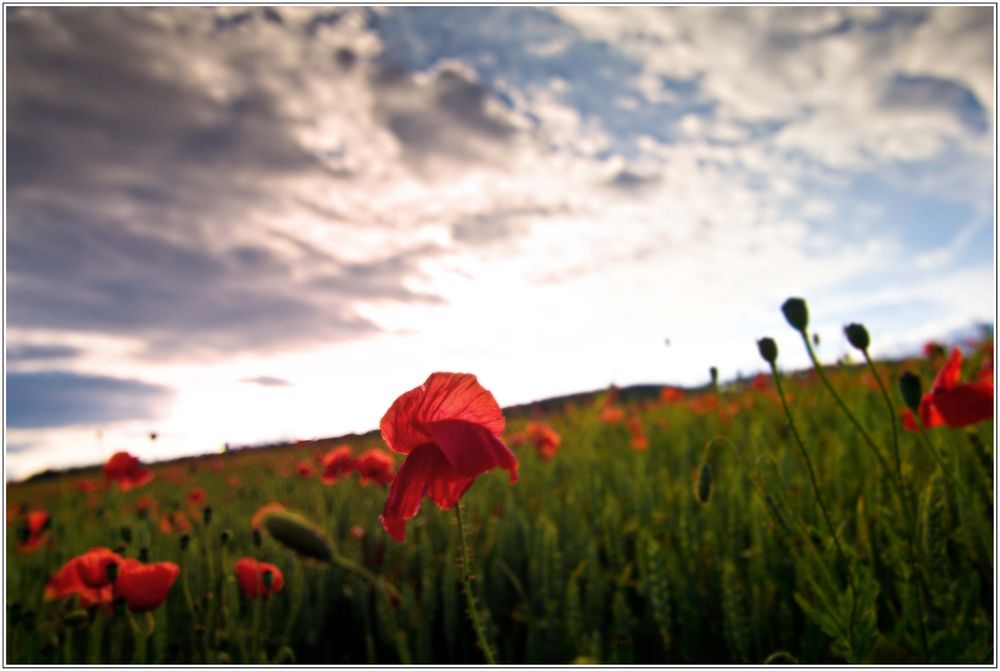 Klatschmohn