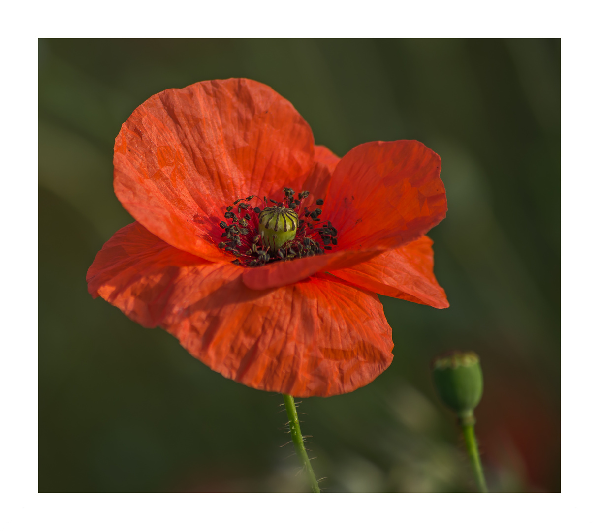 "Klatschmohn"