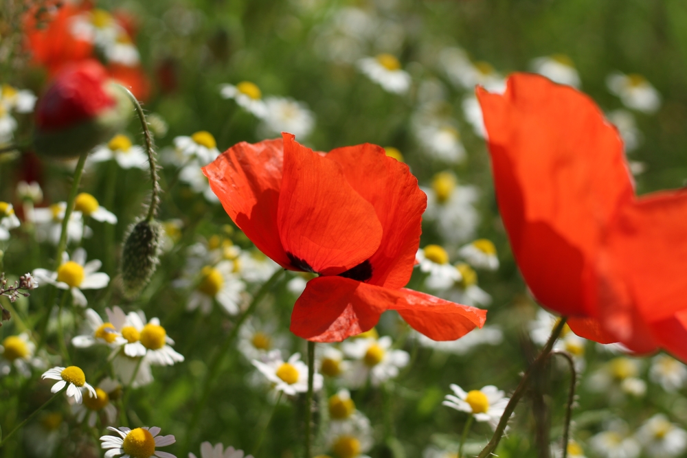 Klatschmohn