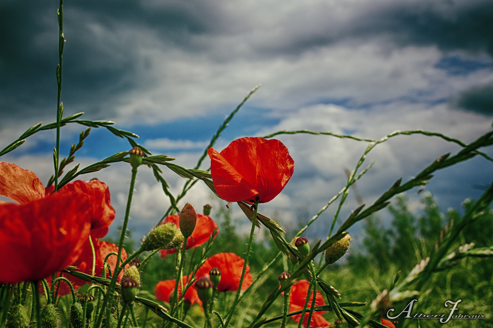 klatschmohn