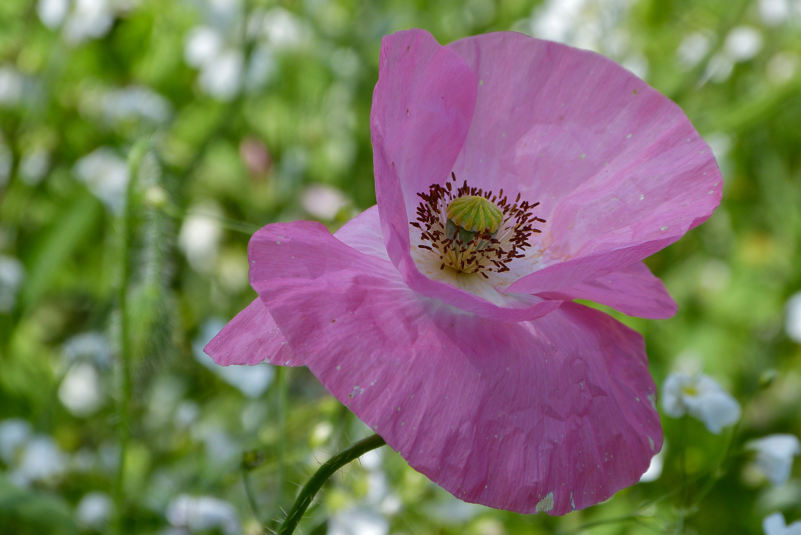 Klatschmohn