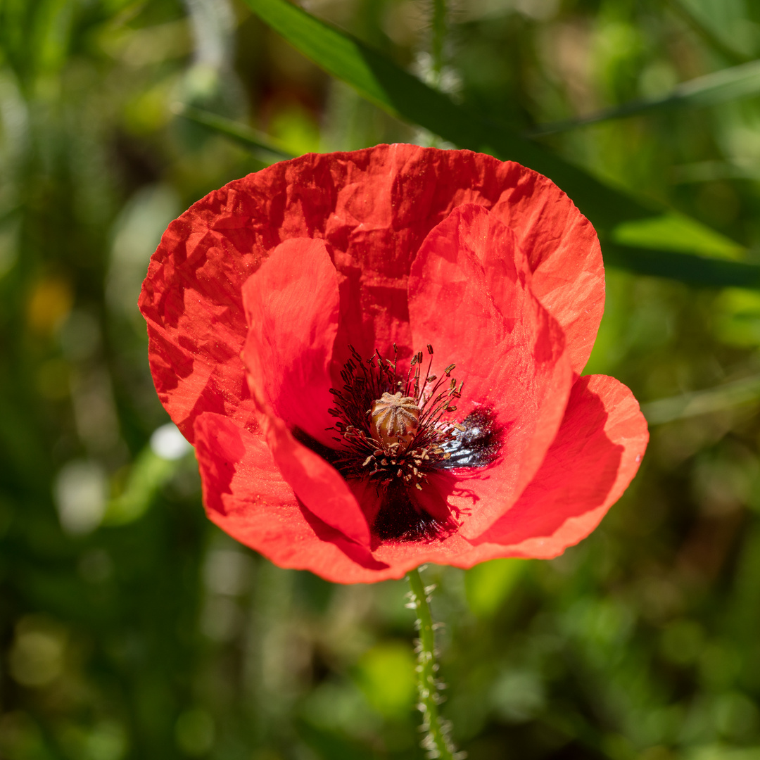 Klatschmohn