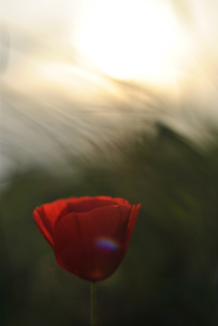 Klatschmohn