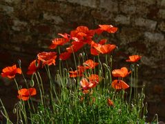 Klatschmohn