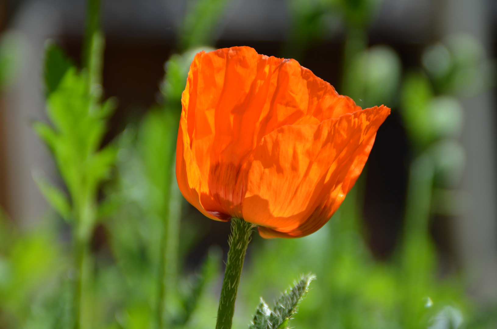 Klatschmohn