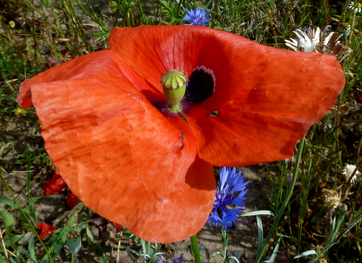 Klatschmohn