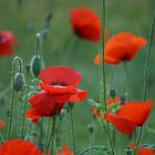 Klatschmohn