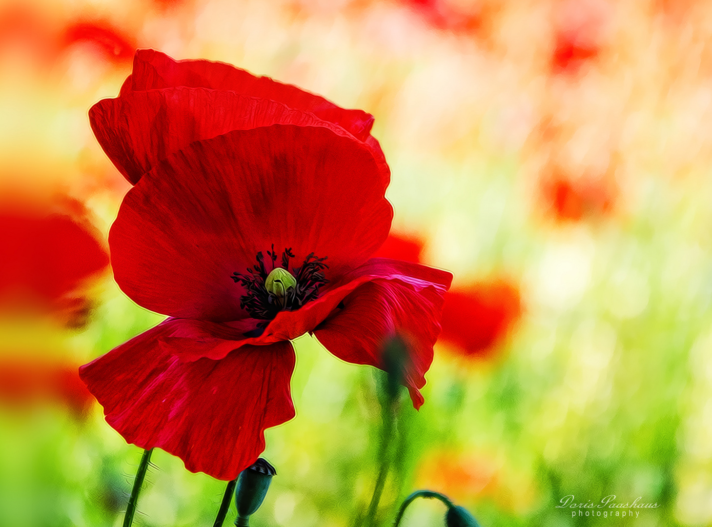 Klatschmohn....