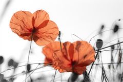 Klatschmohn CK