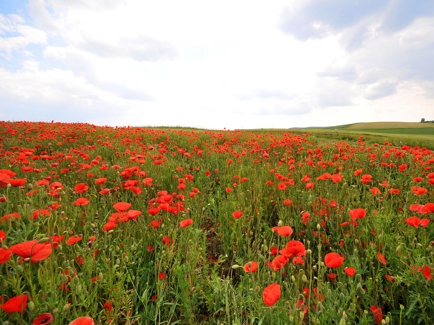 Klatschmohn - corn poppy