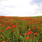 Klatschmohn - corn poppy