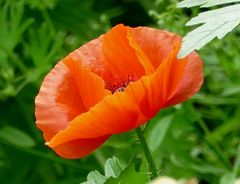 Klatschmohn