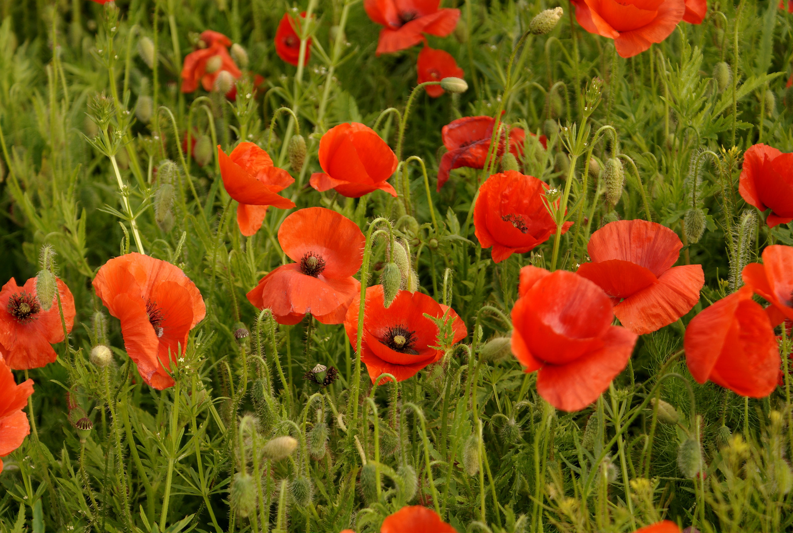 Klatschmohn