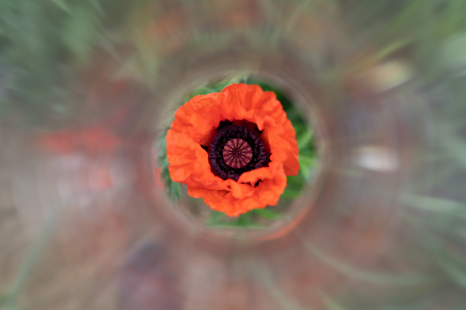 Klatschmohn