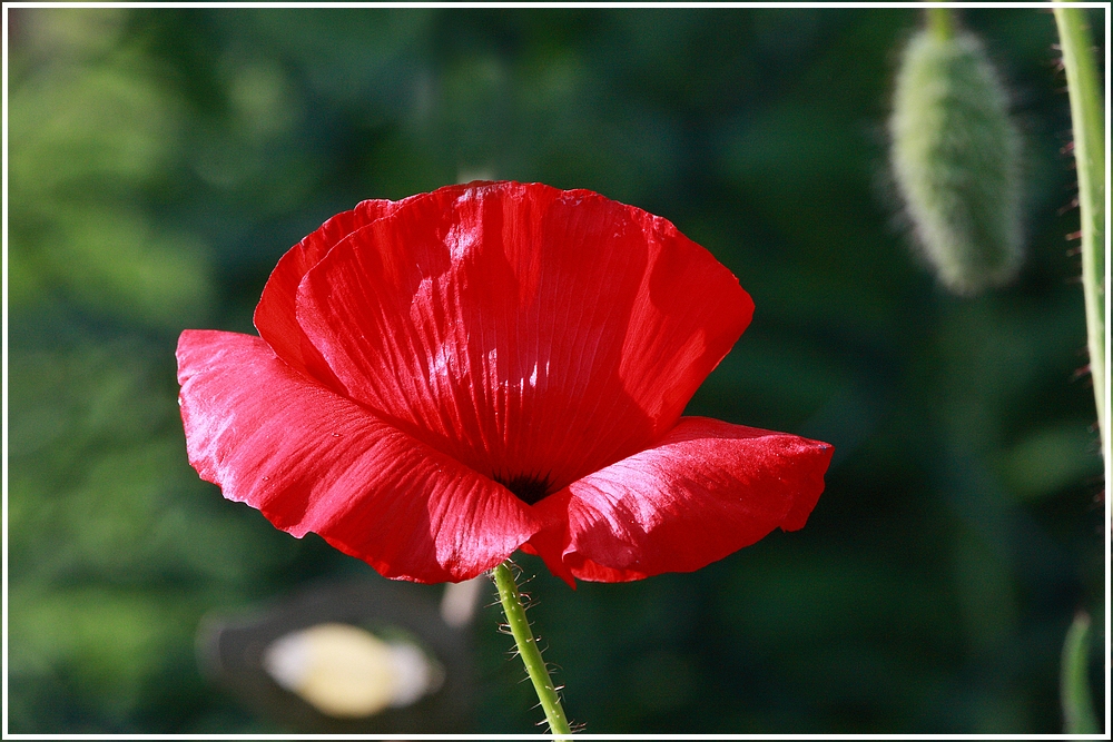 Klatschmohn