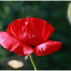 Klatschmohn