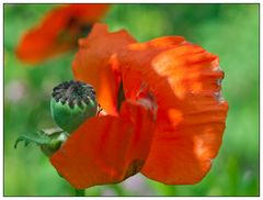 Klatschmohn