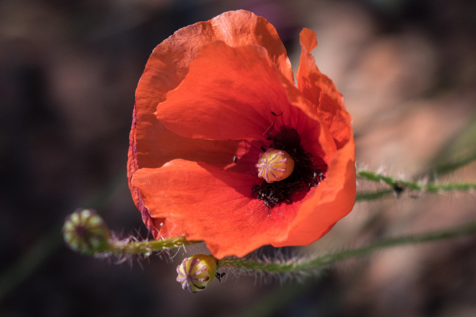 Klatschmohn