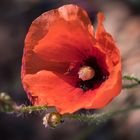 Klatschmohn