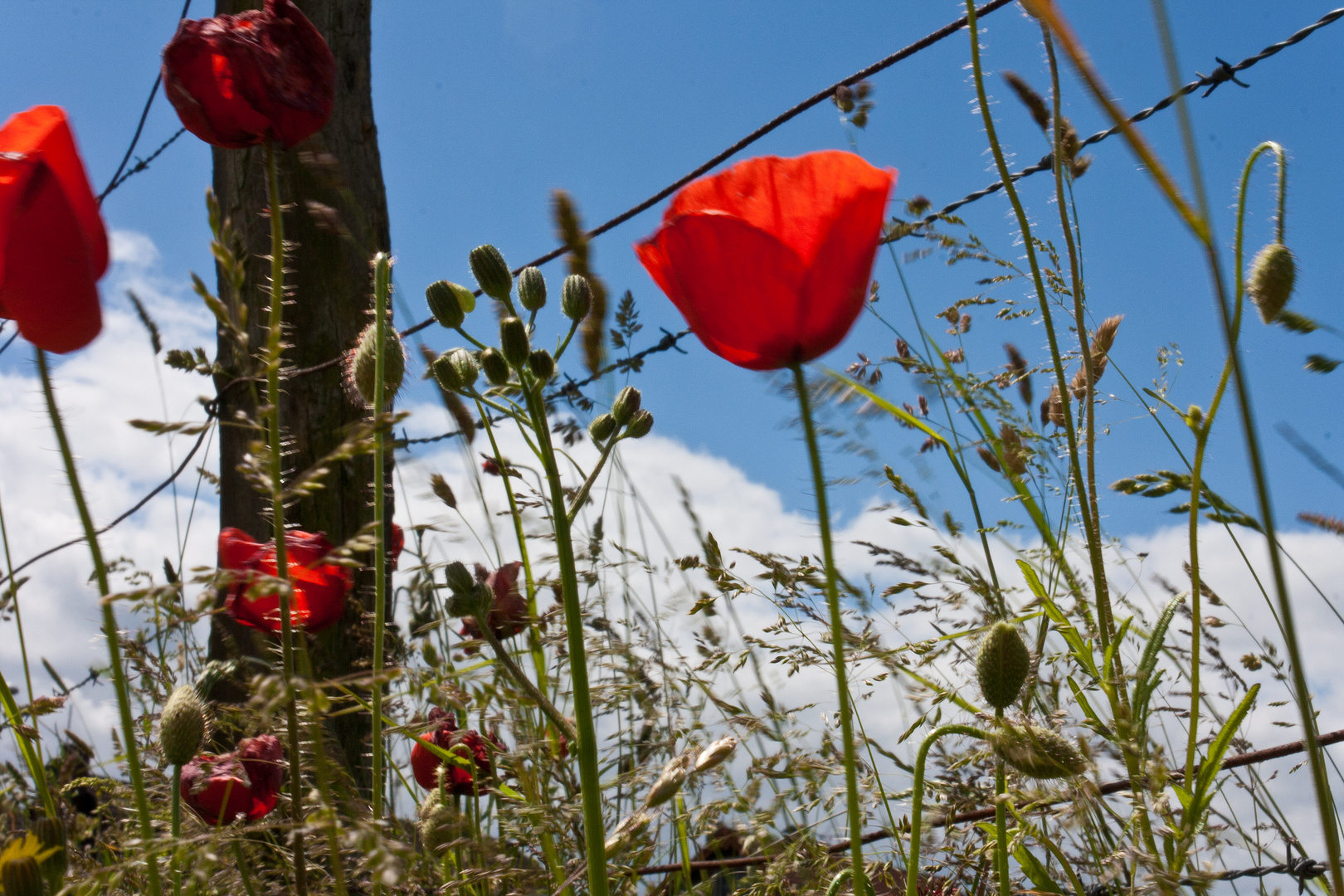 Klatschmohn