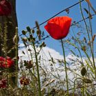 Klatschmohn