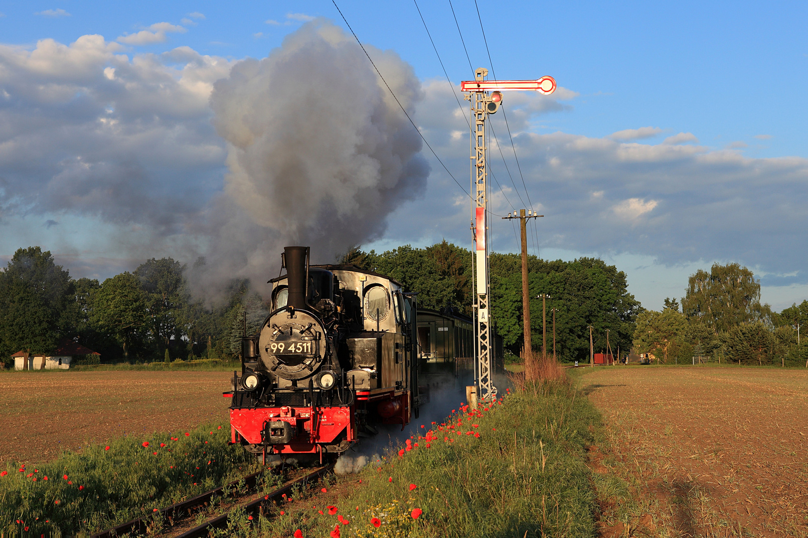 Klatschmohn