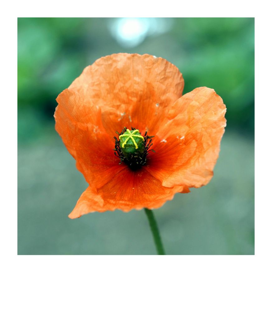 Klatschmohn