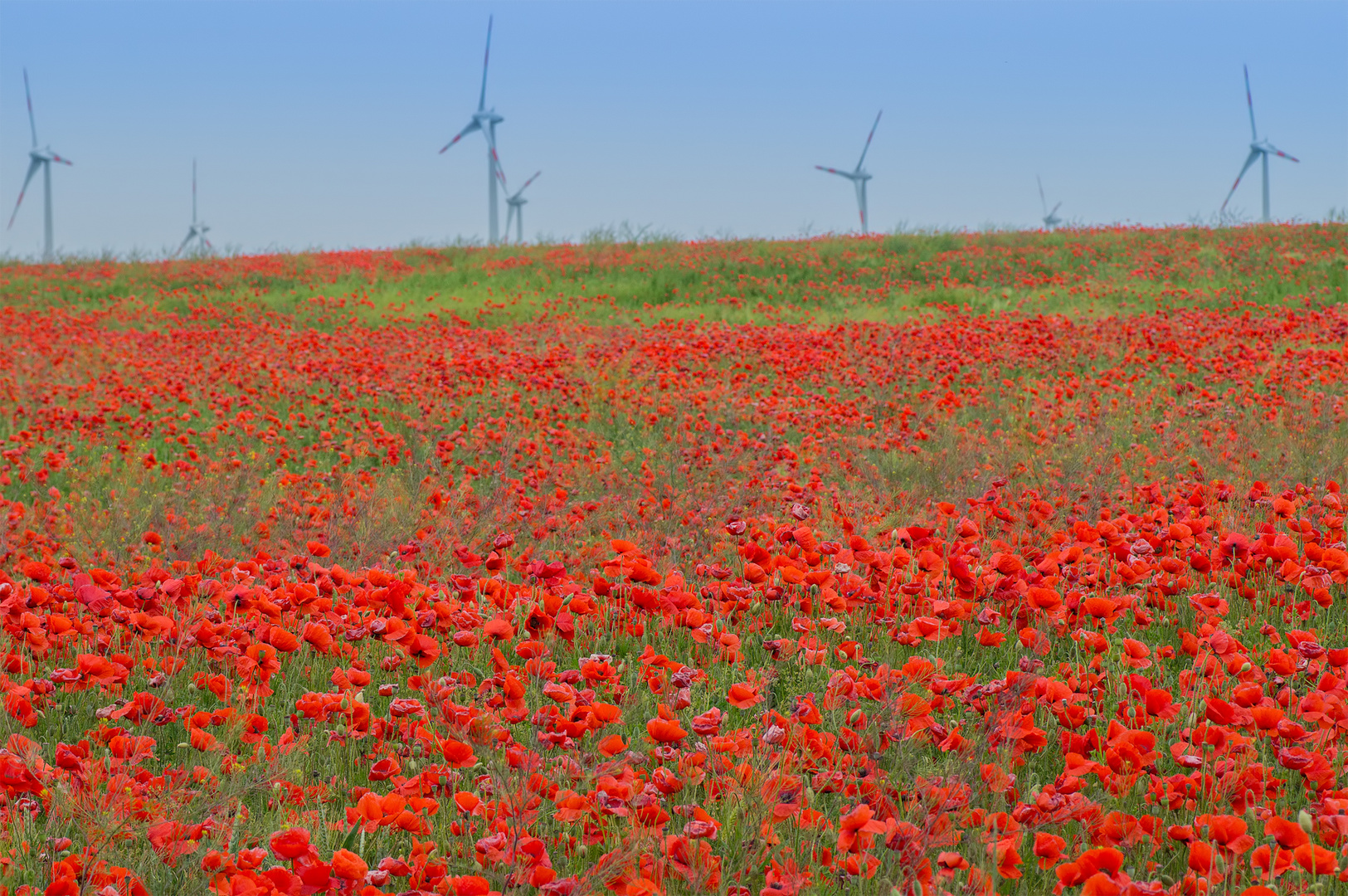 Klatschmohn