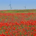 Klatschmohn