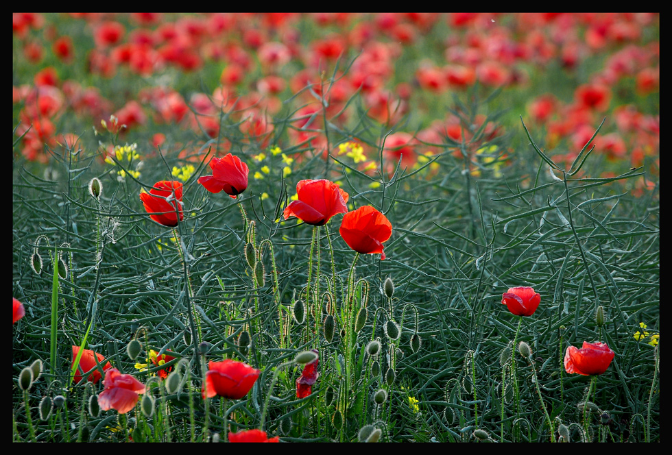 *Klatschmohn*