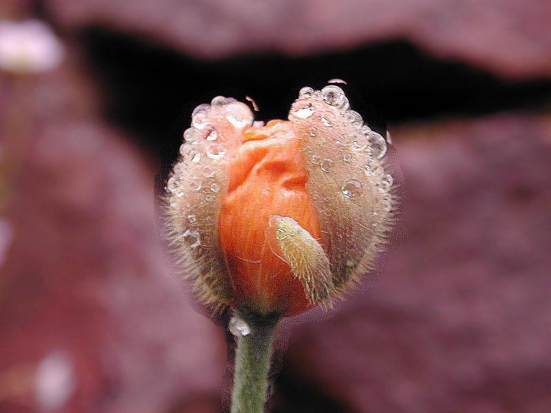 Klatschmohn