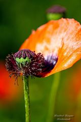 Klatschmohn - Das letzte Blütenblatt